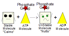 An ATP molecule reacts with a stable molecule to form an unstable molecule and an ADP molecule.