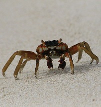 A crab on smooth beach sand.