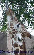 A giraffe eating leaves.