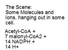 Acetyl-CoA + 7 malonyl-CoA2 + 14 NADPH + 14 H+