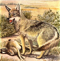 Coyote over freshly killed rabit.