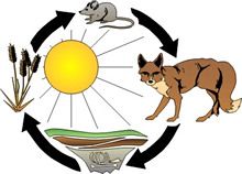 A food chain with plant, rodent, coyote, and decomposers 