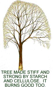 Trees use cellulose and starch to make their cells rigid