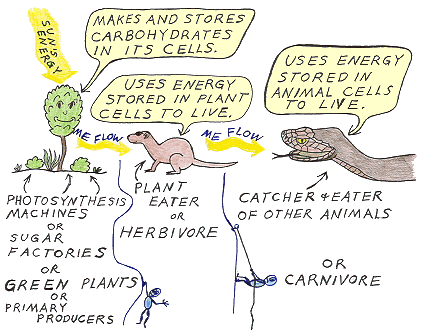 Energy flows from the sun to plants to herbivores to carnivores