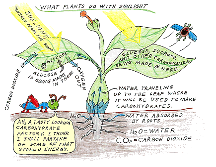 What do plants do with sunlight? They photosynthesize it.